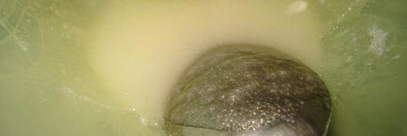 мусс лимонный