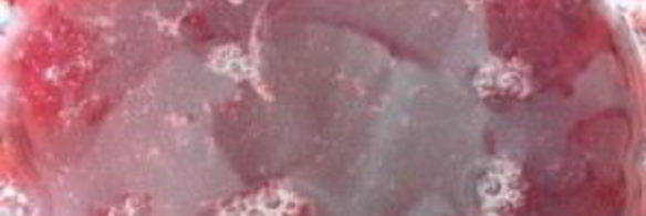 смородиновый мусс