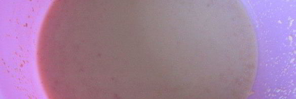 австрийский пасхальный райндлинг