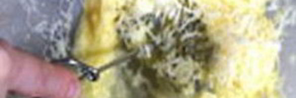 судак в сырном суфле