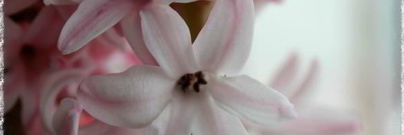 трюфели из белого шоколада с шампанским