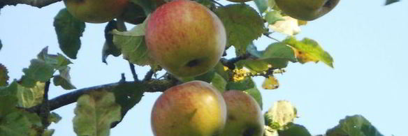 яблочно-мятное желе