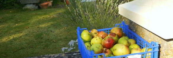 яблочно-мятное желе