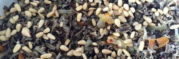 дикий рис с овощами