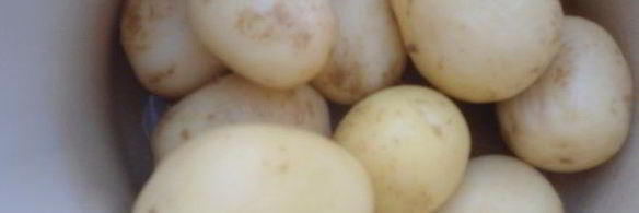 картофель отварной, сермяжный