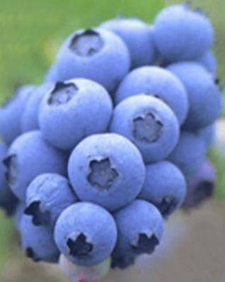 Пюре из запеченных яблок, груш и голубики