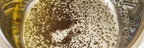 рассыпчатый рис с семенами черной горчицы