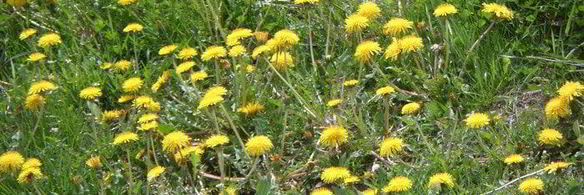 рис с овощами и ветчиной