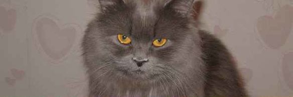 голубцы ленивые