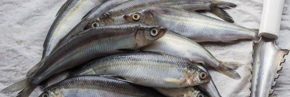 ряпушка жареная