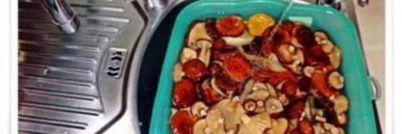 волнушки в маринаде