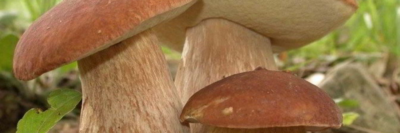 Запеченные белые грибы