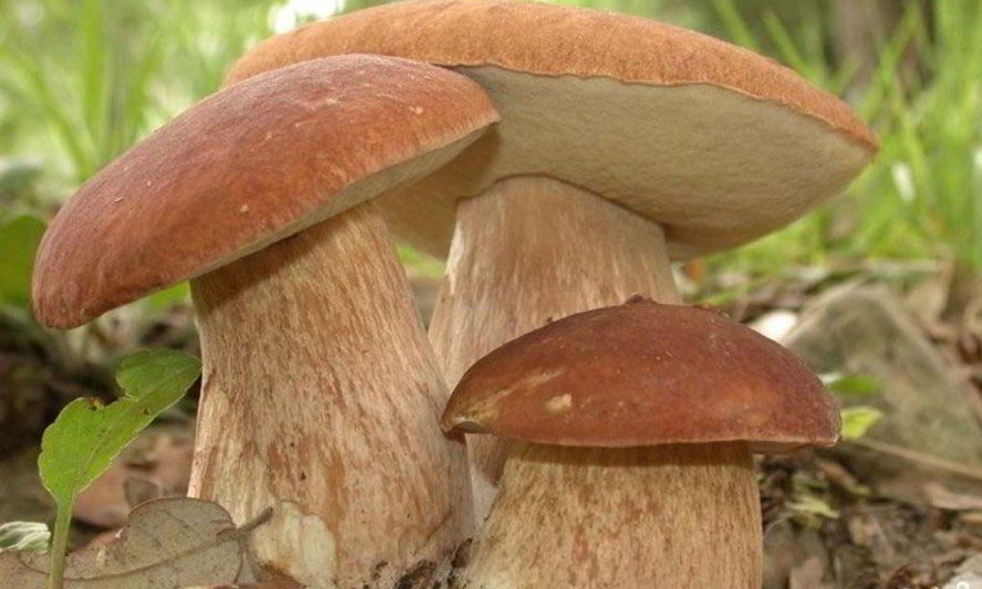 Рецепт запеченных белых грибов