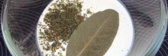 жареные грибы с сыром