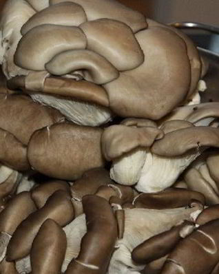 Жареные вешенки