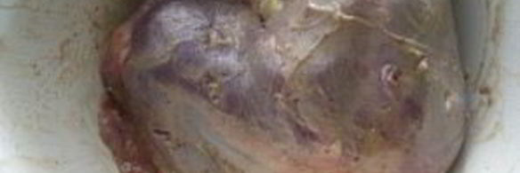 голень индейки в рукаве для запекания