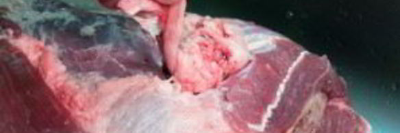 запеченное мясо в духовке