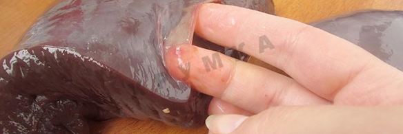 говяжья печень в кляре жареная