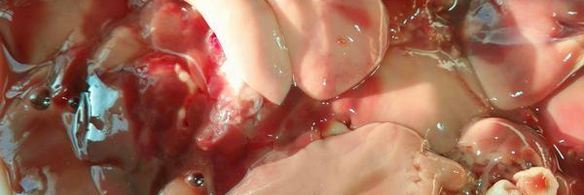 куриная печень с хурмой