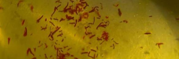 паэлья с овощами