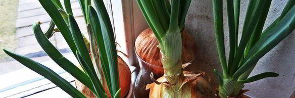 рисовая лапша с овощами