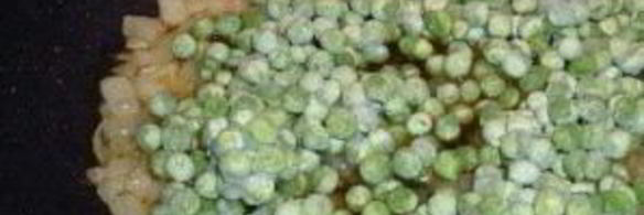 кантонское ризотто