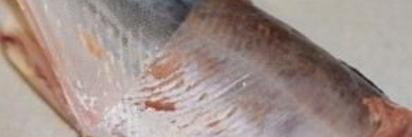 горбуша малосольная