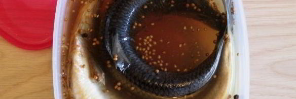 сельдь пряного посола