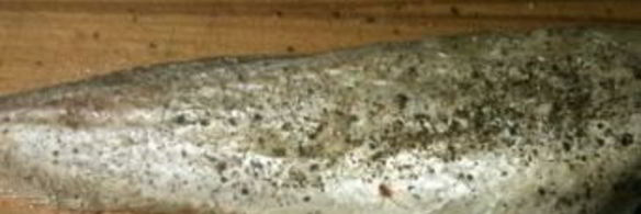 треска в фольге в духовке