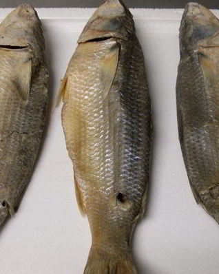 Вяленая кефаль