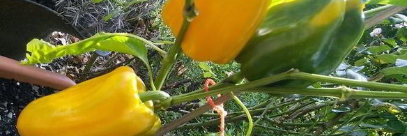 куриный шашлычок по-карибски с манговой сальсой