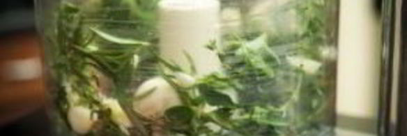 стейк на решетке