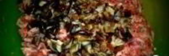 тефтели с грибами