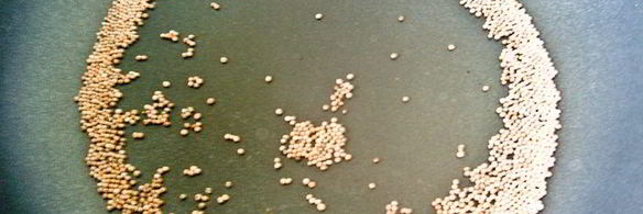 тефтели в горчичном соусе