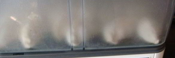 вареники с вишней на пару