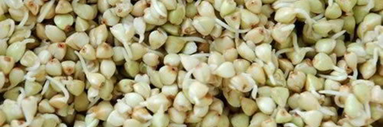 Пророщенная гречка