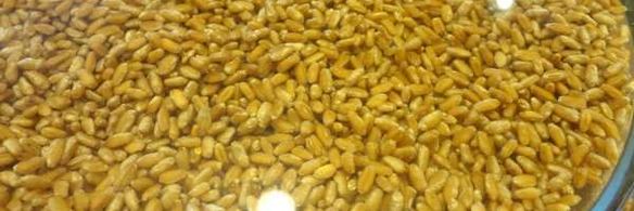 медовая кутья