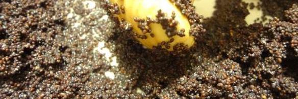 медовая кутья