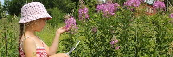 иван чай ферментированный крупнолистовой