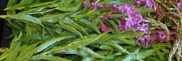 иван чай ферментированный крупнолистовой