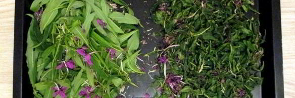 иван чай ферментированный крупнолистовой