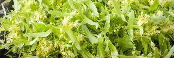 липовый чай