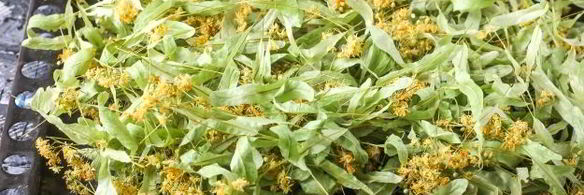 липовый чай