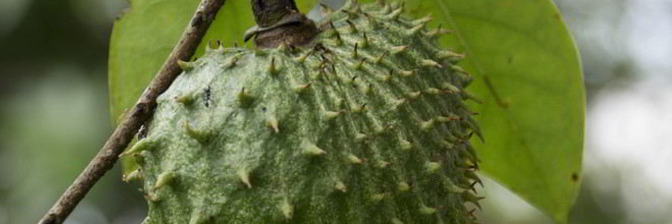 Зеленый чай с саусепом