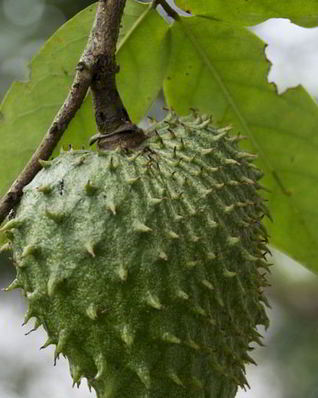 Зеленый чай с саусепом