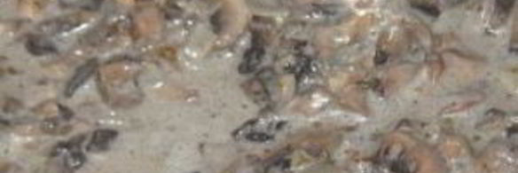 грибной соус из шампиньонов со сметаной