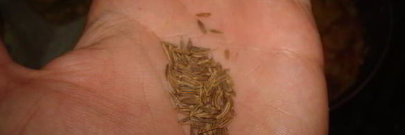 кислые деревенские щи