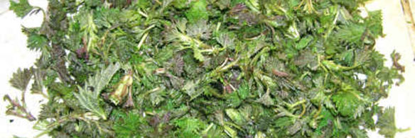 суп весенний с крапивой