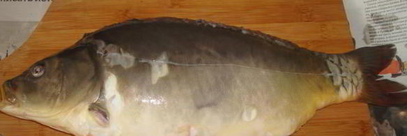 уха из карпа