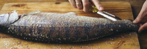 уха из судака